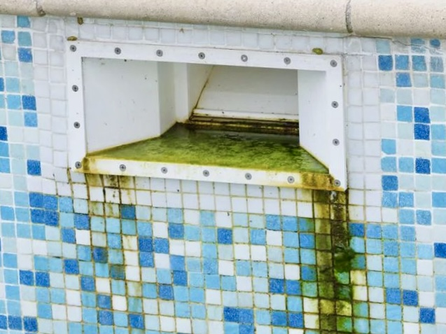Водоросли